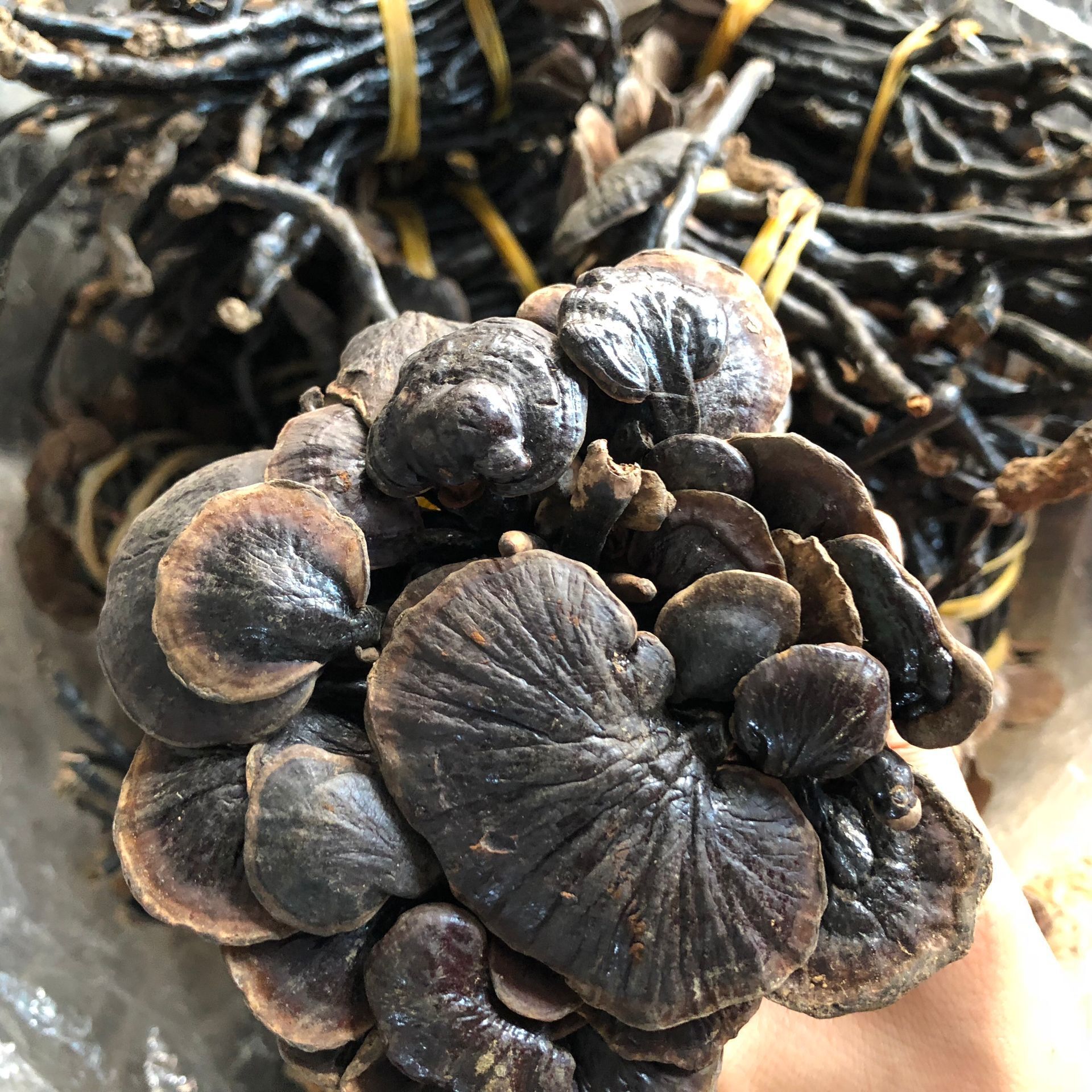 各种灵芝批发竹灵芝 黑灵芝 金边红灵芝 中药材产品