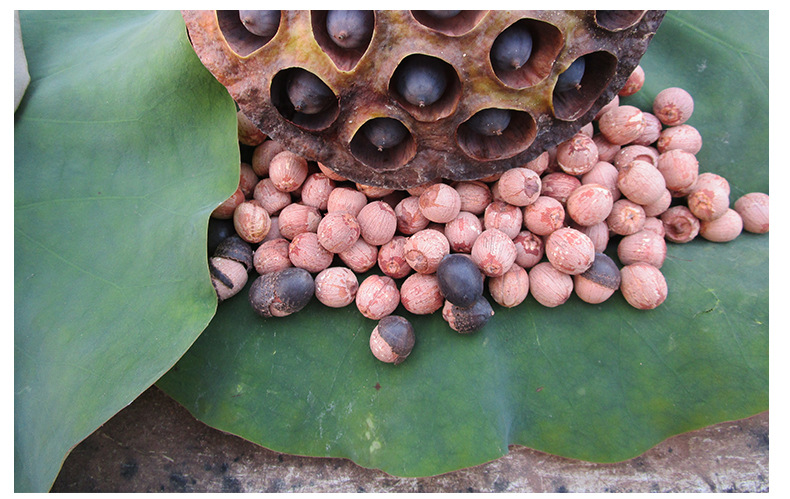 厂家供应 湘潭红莲子 去芯红莲子 红莲子干货 散装送礼批发500g