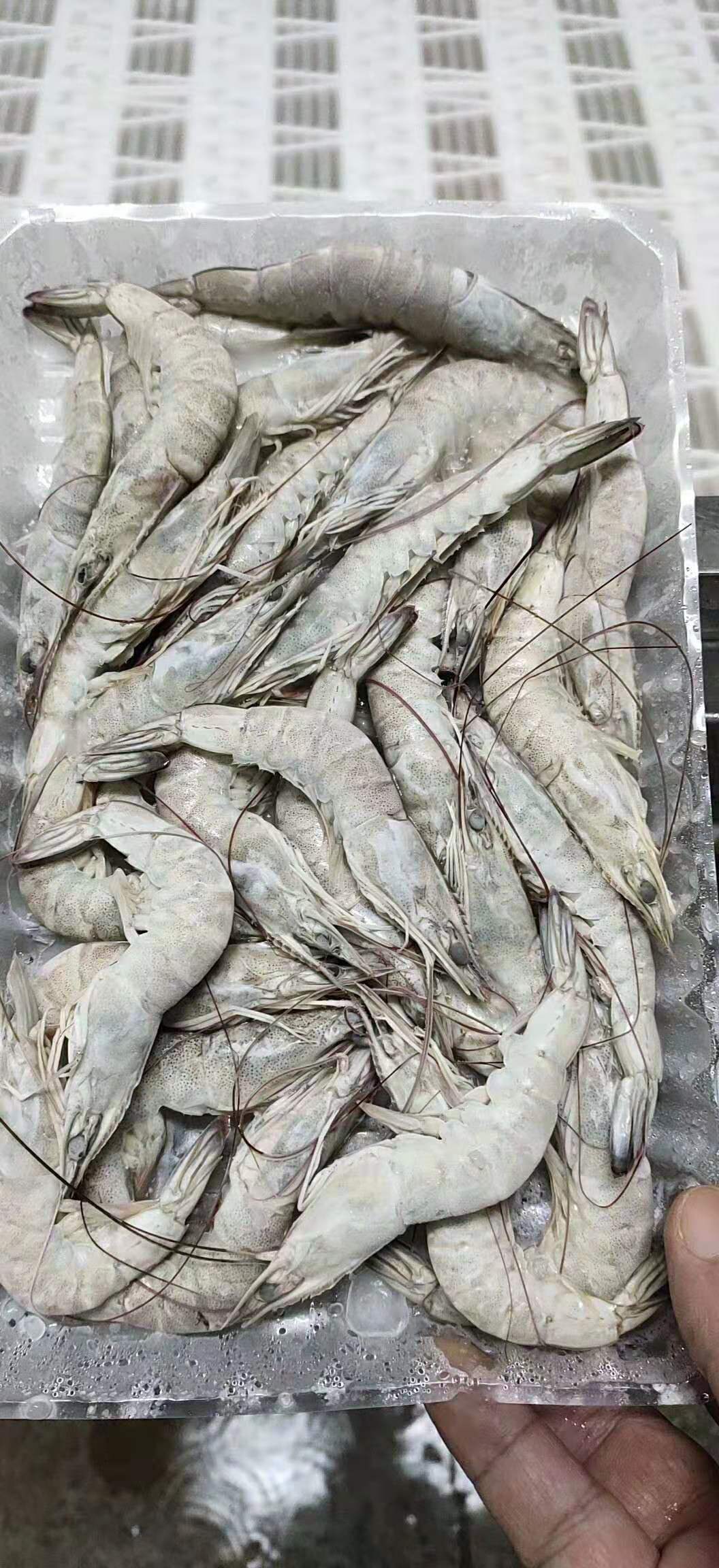 批发冷冻厄瓜多尔白虾 1kg/盒 鲜嫩青虾大虾 61/70南美白对虾