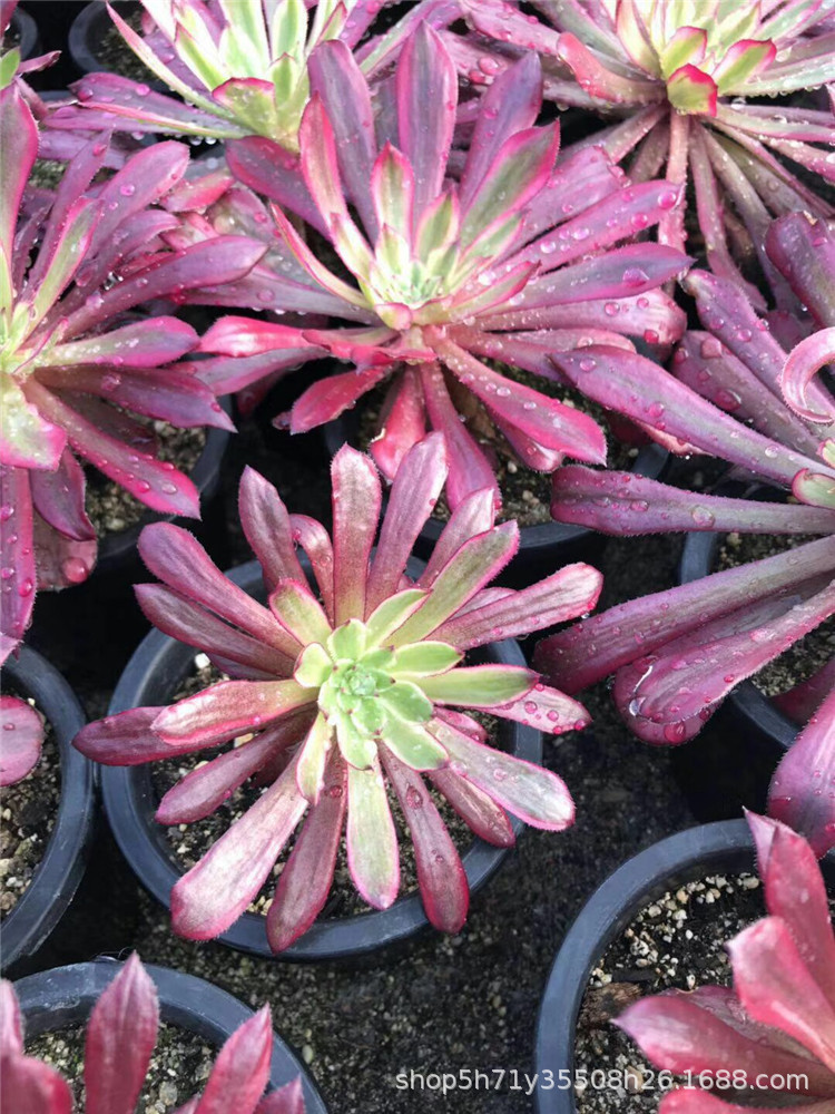 1117基地限时批发珍稀多肉品种 红覆轮老桩单头盆9cm多肉植物限量