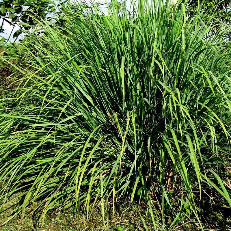 香茅草油 citronella oil 印度自营产区香茅精油 爪哇香茅油