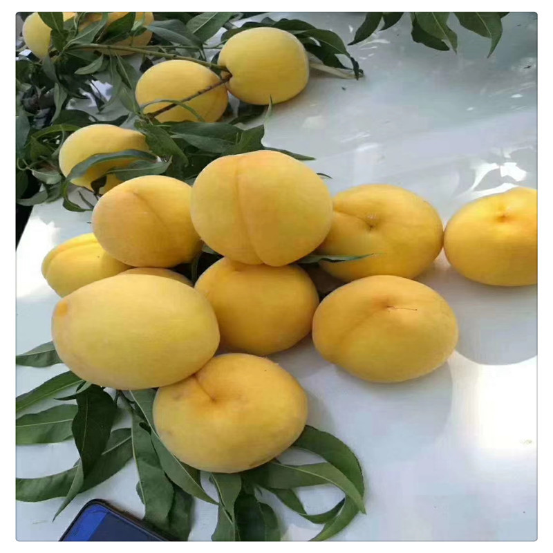 果树苗晚熟特大桃树苗嫁接苗 桃王九九桃苗 冬雪桃桃子苗庭院盆栽