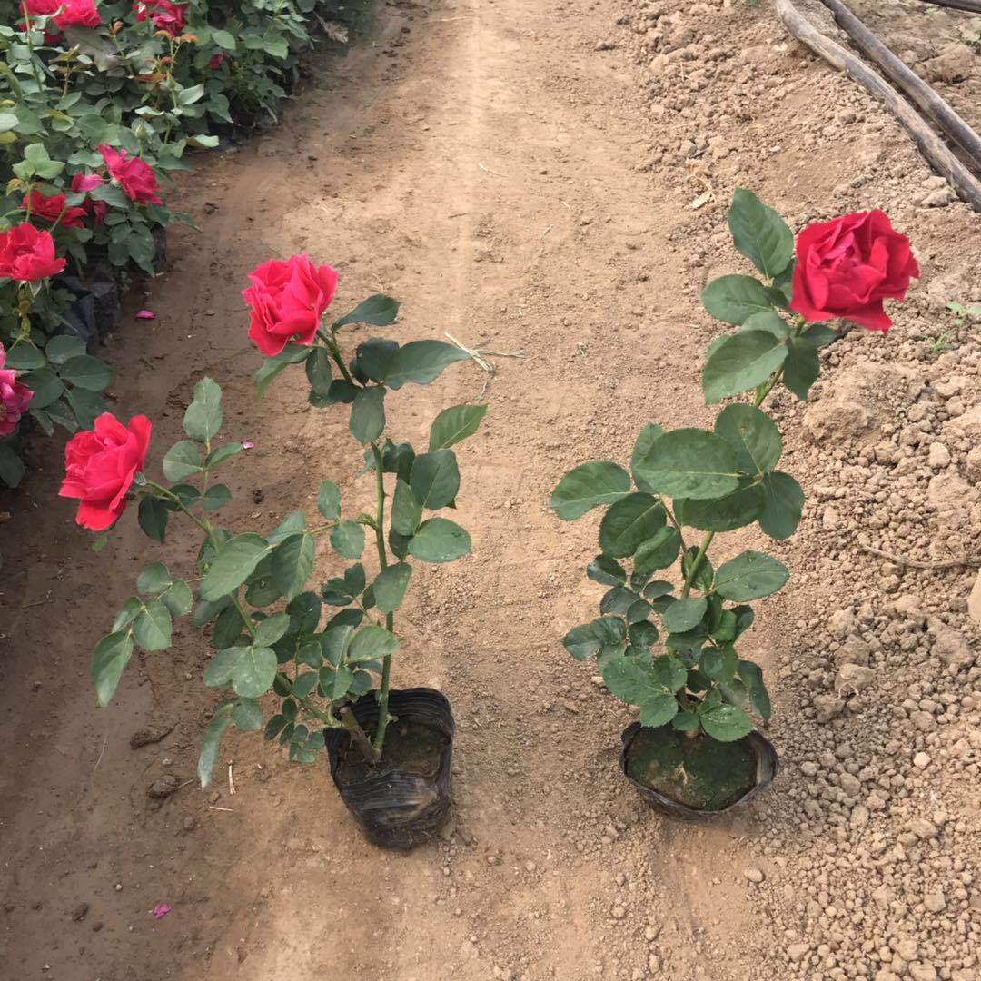 批发月季苗 玫瑰苗 月季小苗 爬藤月季 大花月季量大从优花朵大