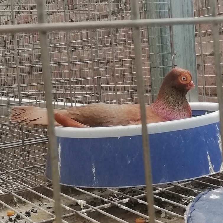 熊猫金鱼鸽一对多少钱 白金鱼鸽 黄金鱼鸽子