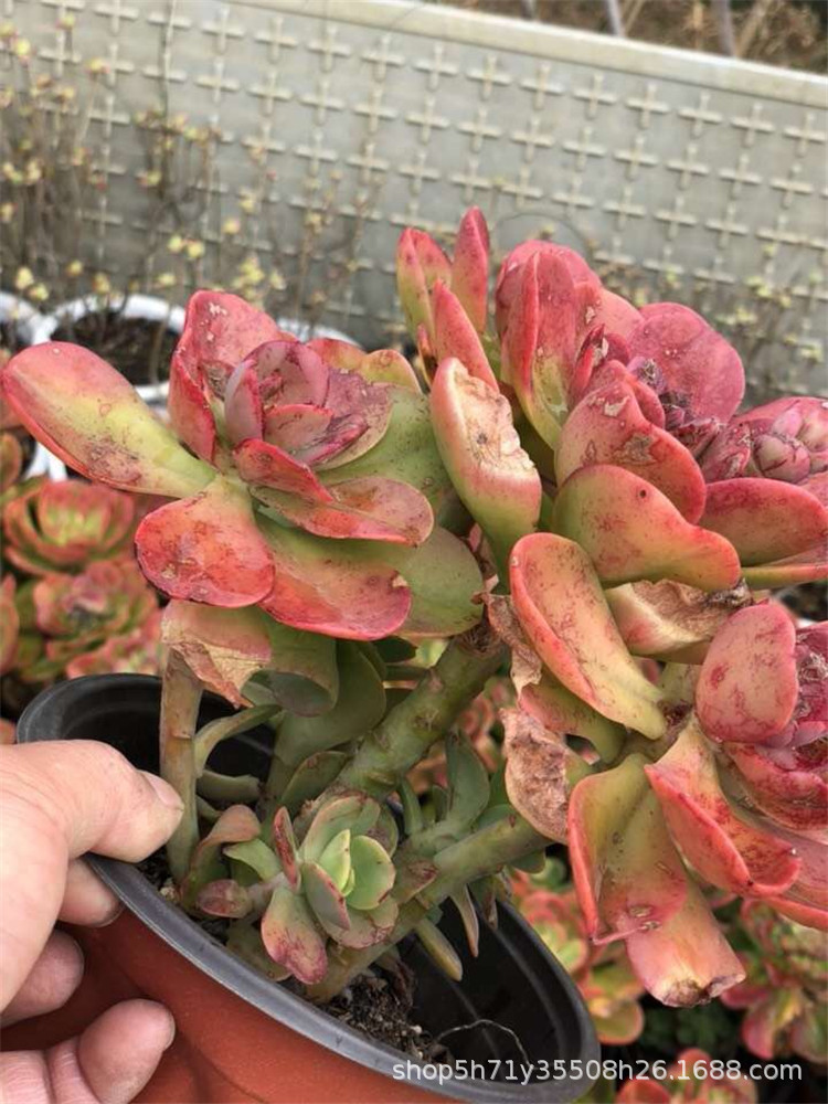422大棚精品多肉品种限量批发 红梅老桩群冠幅15cm左右多肉植物