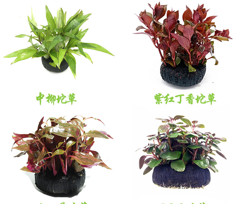 杉大坨,水罗兰小坨,水罗兰大坨,小对叶小坨,小对叶大坨,小宝塔小坨,小