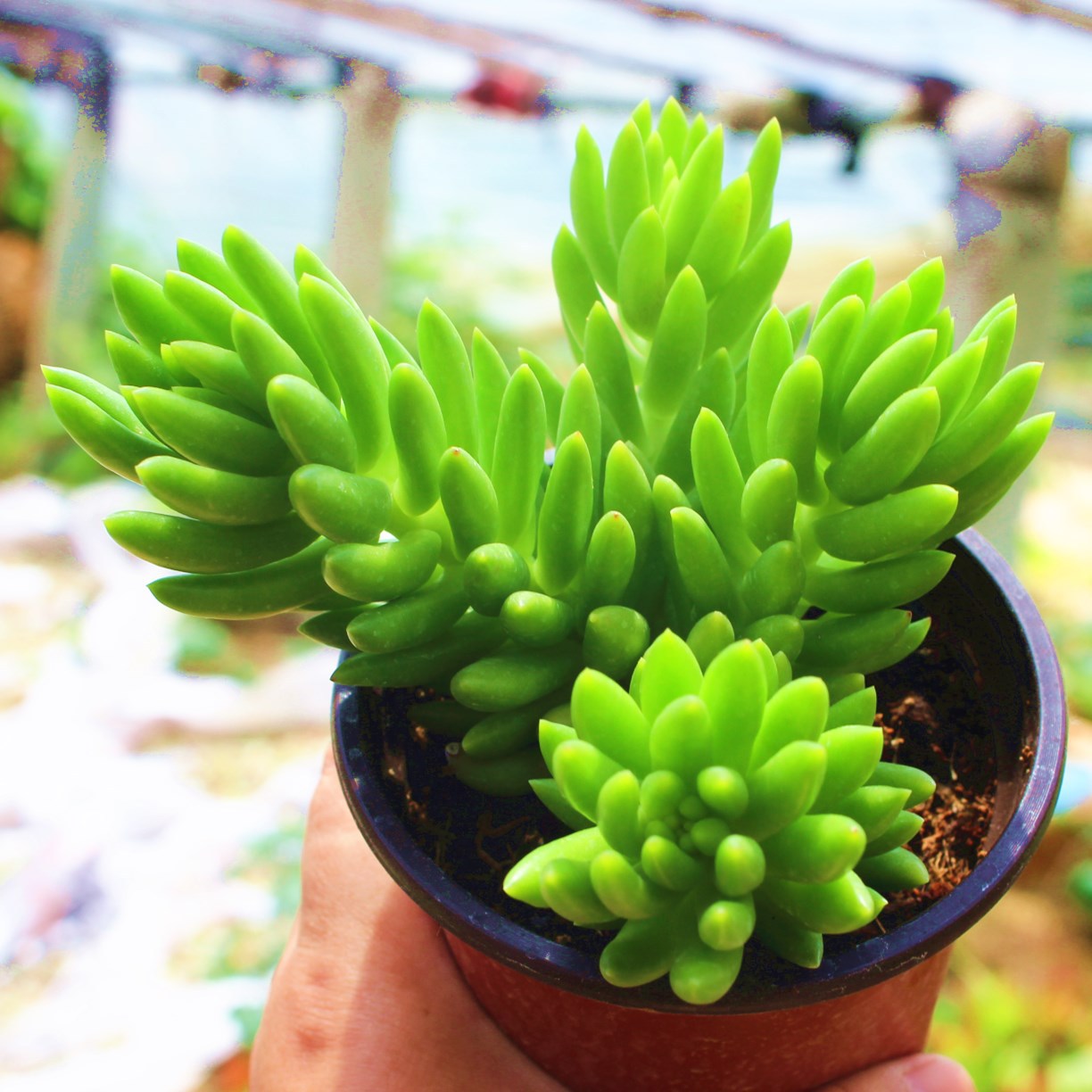 代发可自选择】多肉植物批老桩肉肉植物多肉盆栽带盆发货大盆群生