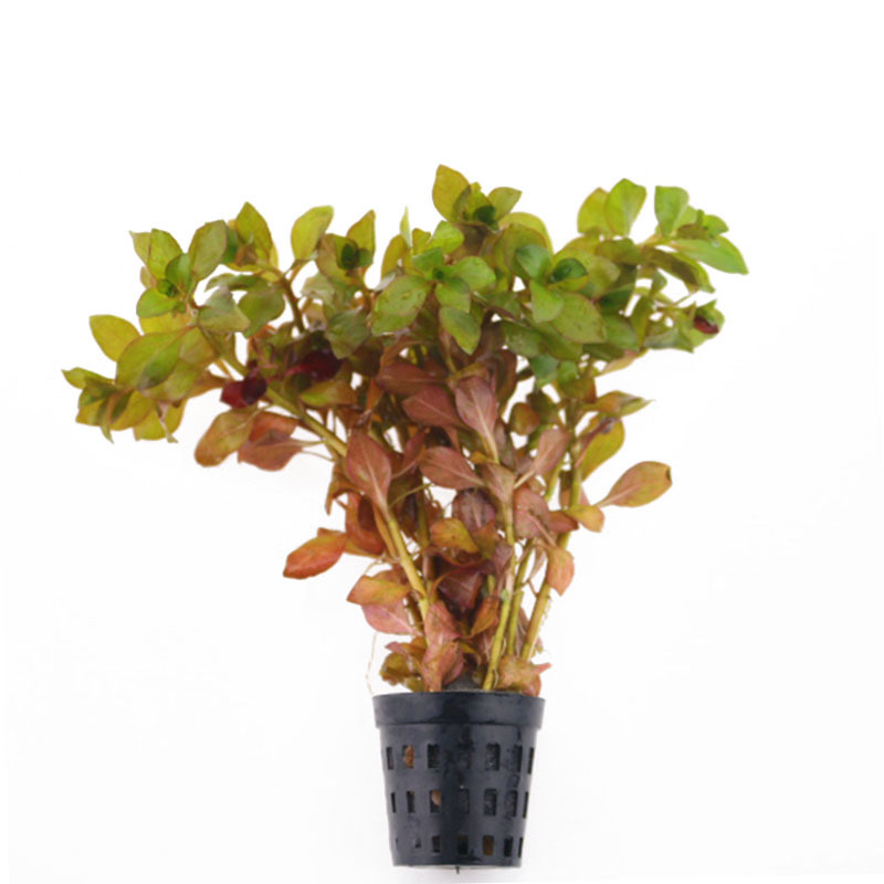 绿丁香活体真水草水族箱造景鱼缸有茎类观赏后景草批发光合水草