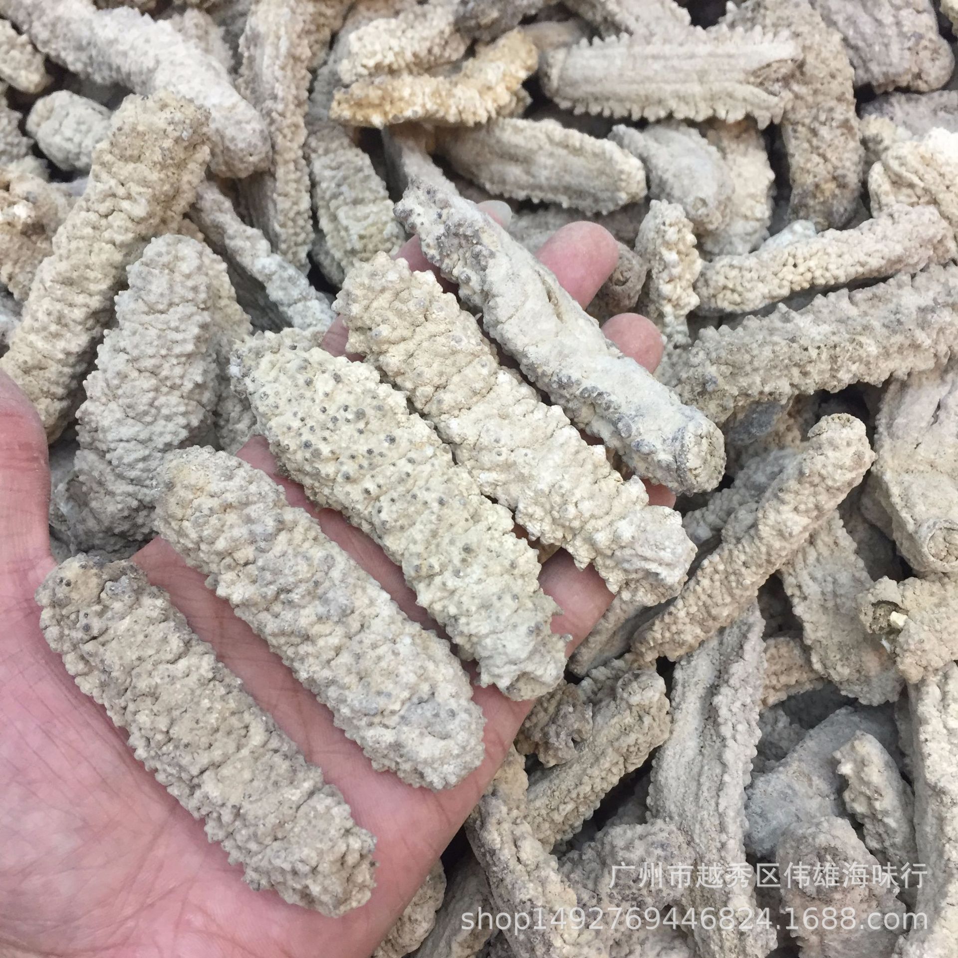 23到25头印尼黄玉参黄肉参白黄玉参淡干海参干货批发诚招代理