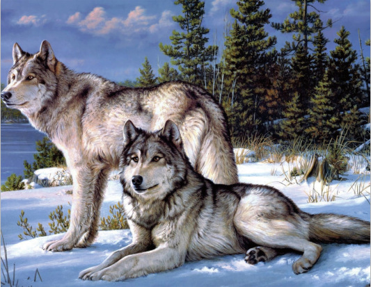 外贸款圆钻满钻diy钻石绣雪地上的两只狼 钻石画