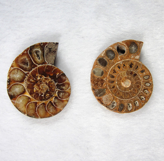 现货对开抛光斑彩螺化石李居明风水运螺菊石单个不成对生日礼物