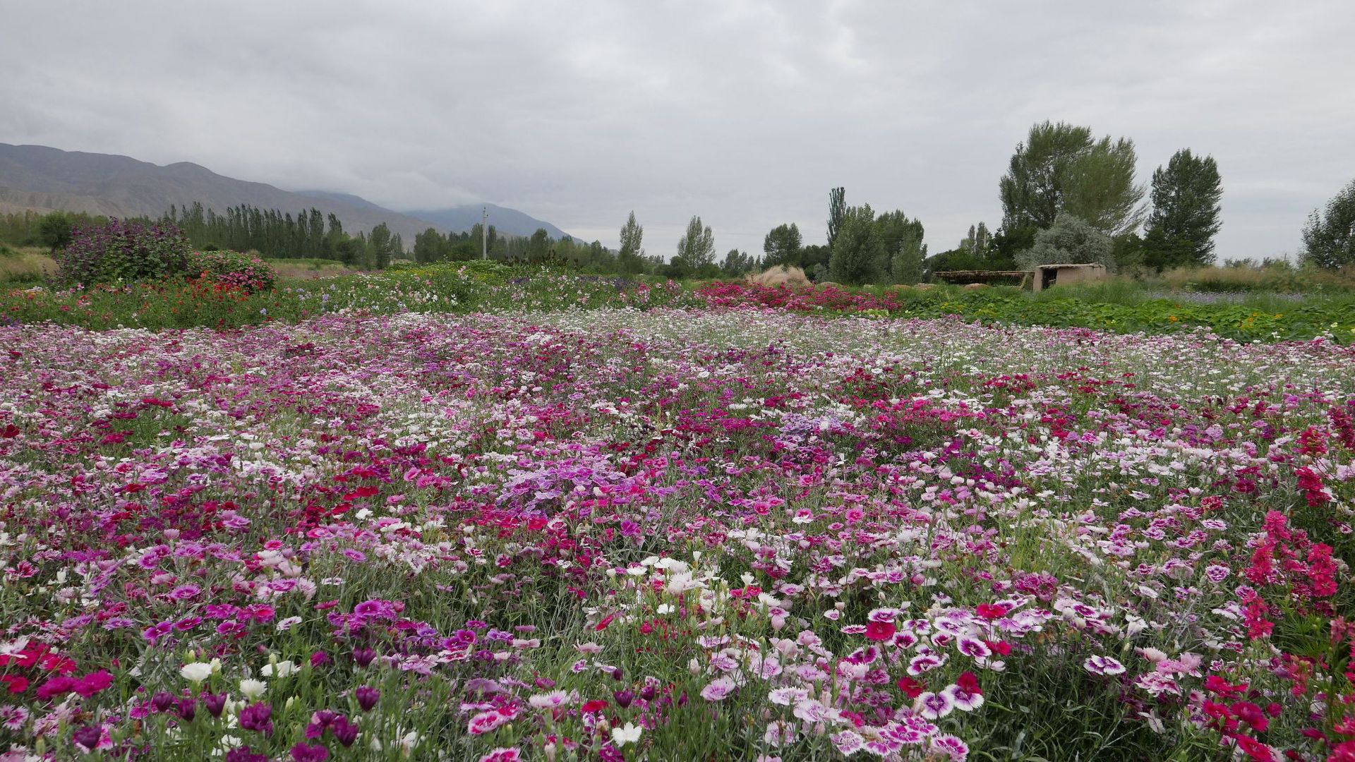 常夏石竹种子野花种子花卉种子园林绿化工程花海包邮种子-阿里巴巴