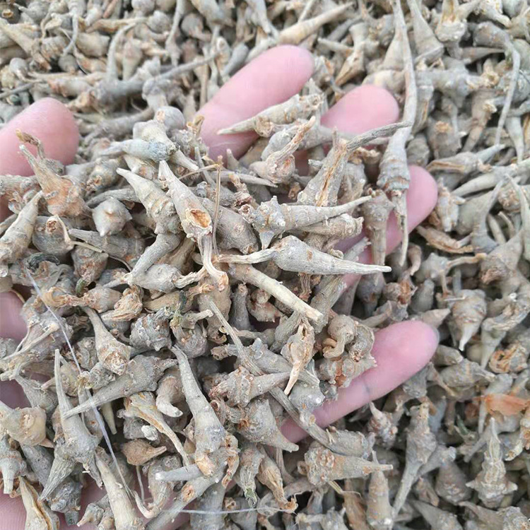 云南文山一年七无数头三七头水洗春小三七头无数头水洗田七500g