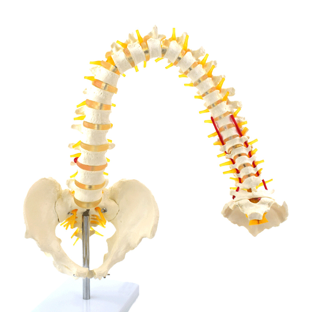顺丰包邮海医人体脊椎模型脊柱模型可弯曲85cm真人大小骨骼模型