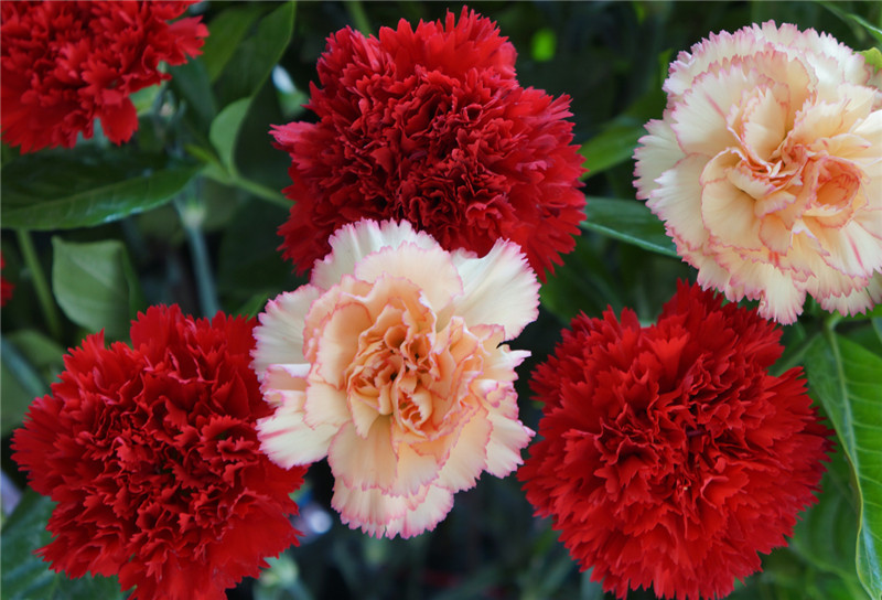 重瓣大花康乃馨种子阳台室内外盆栽好养易活四季开花卉绿植物种籽