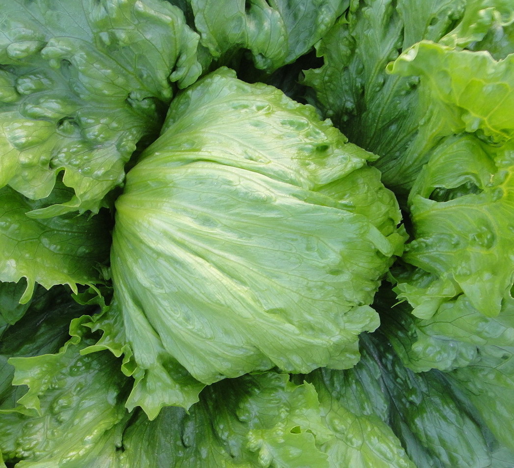 球生菜种子结球生菜种籽球型汉堡沙拉射手101籽种四季盆栽蔬菜孑