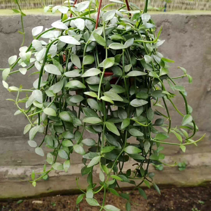 【基地直销】多肉植物 办公桌绿植盆栽室内花卉 小吊翡翠恋