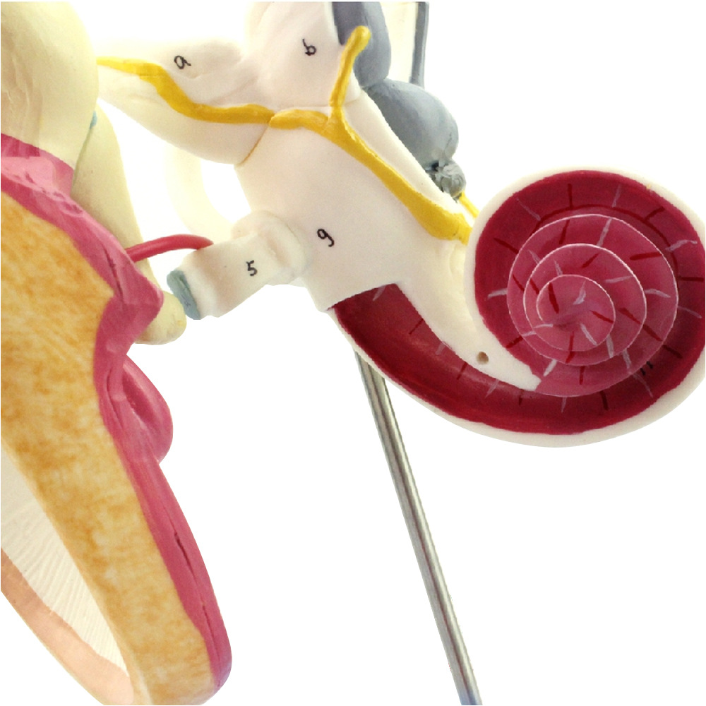 人体内耳迷路听小骨鼓膜耳蜗模型 耳鼻喉科医患沟通教具