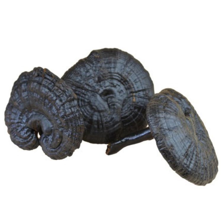 灵芝 黑灵芝 黑芝 供应有柄黑灵芝 量大从优