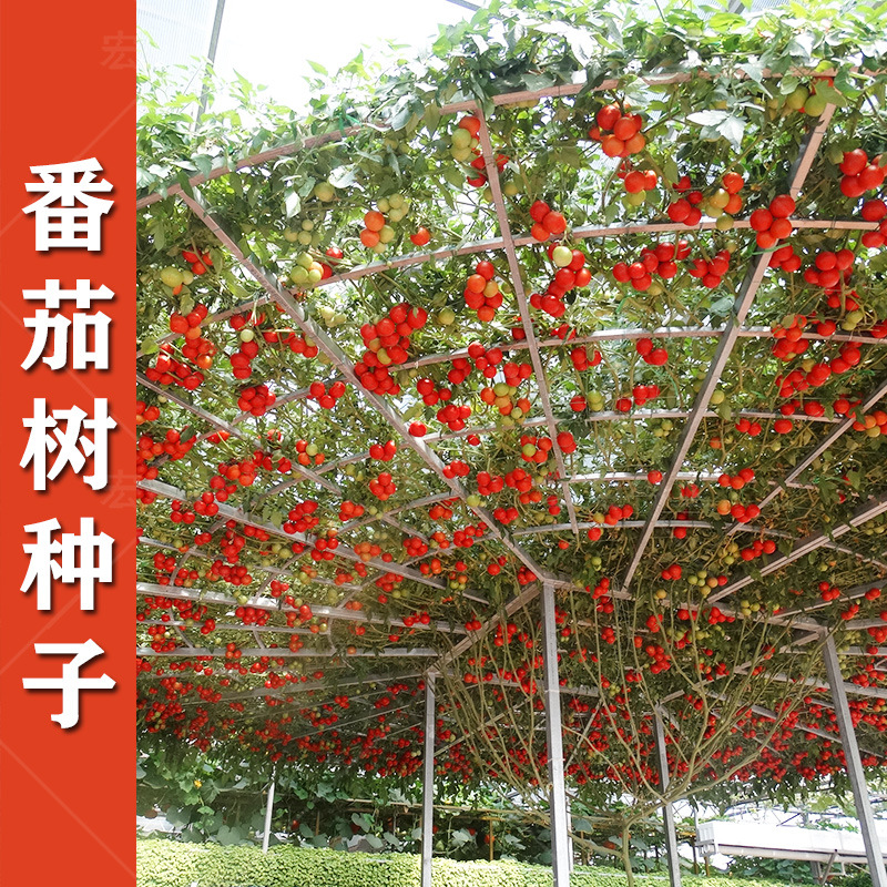 树番茄树种子寿光蔬菜种子西红柿小番茄四季种子盆栽