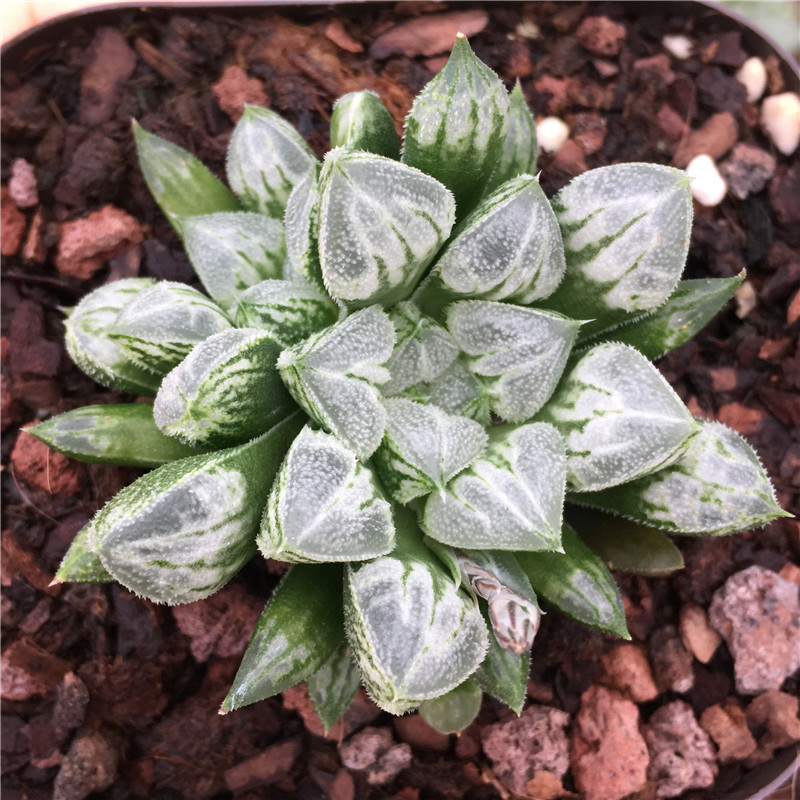 批发多肉植物十二卷属爱心寿双头爱心寿