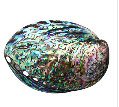 新西兰原产10-12厘米炫彩光泽鲍鱼贝 天然贝壳批发 蓝色鲍鱼壳