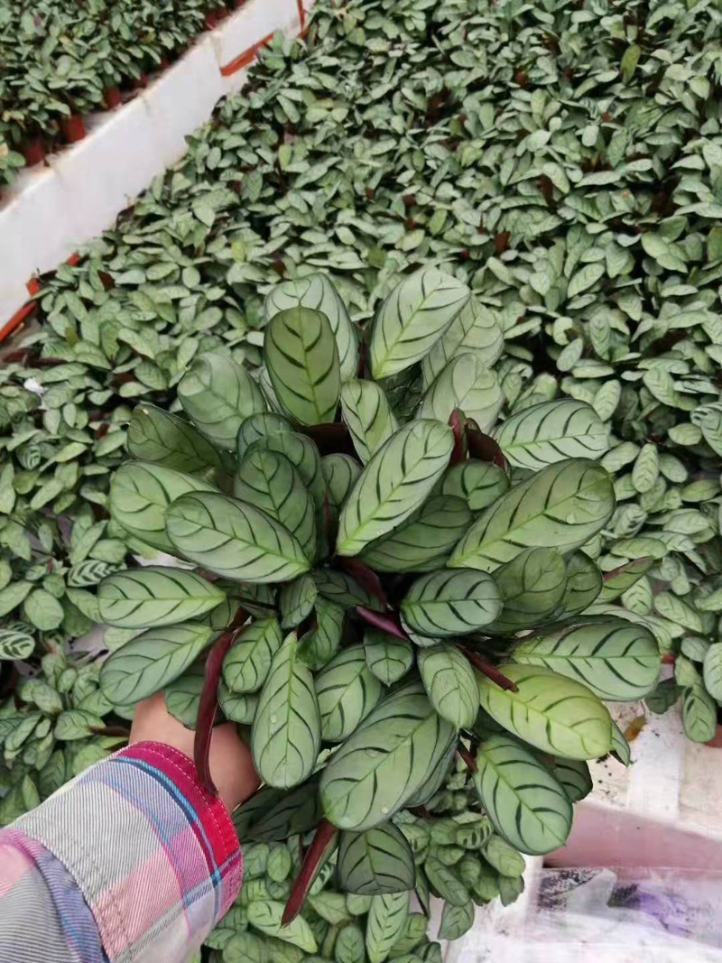 基地直供 观赏小盆栽花卉室内植物 绿墙绿化 110银纹竹芋