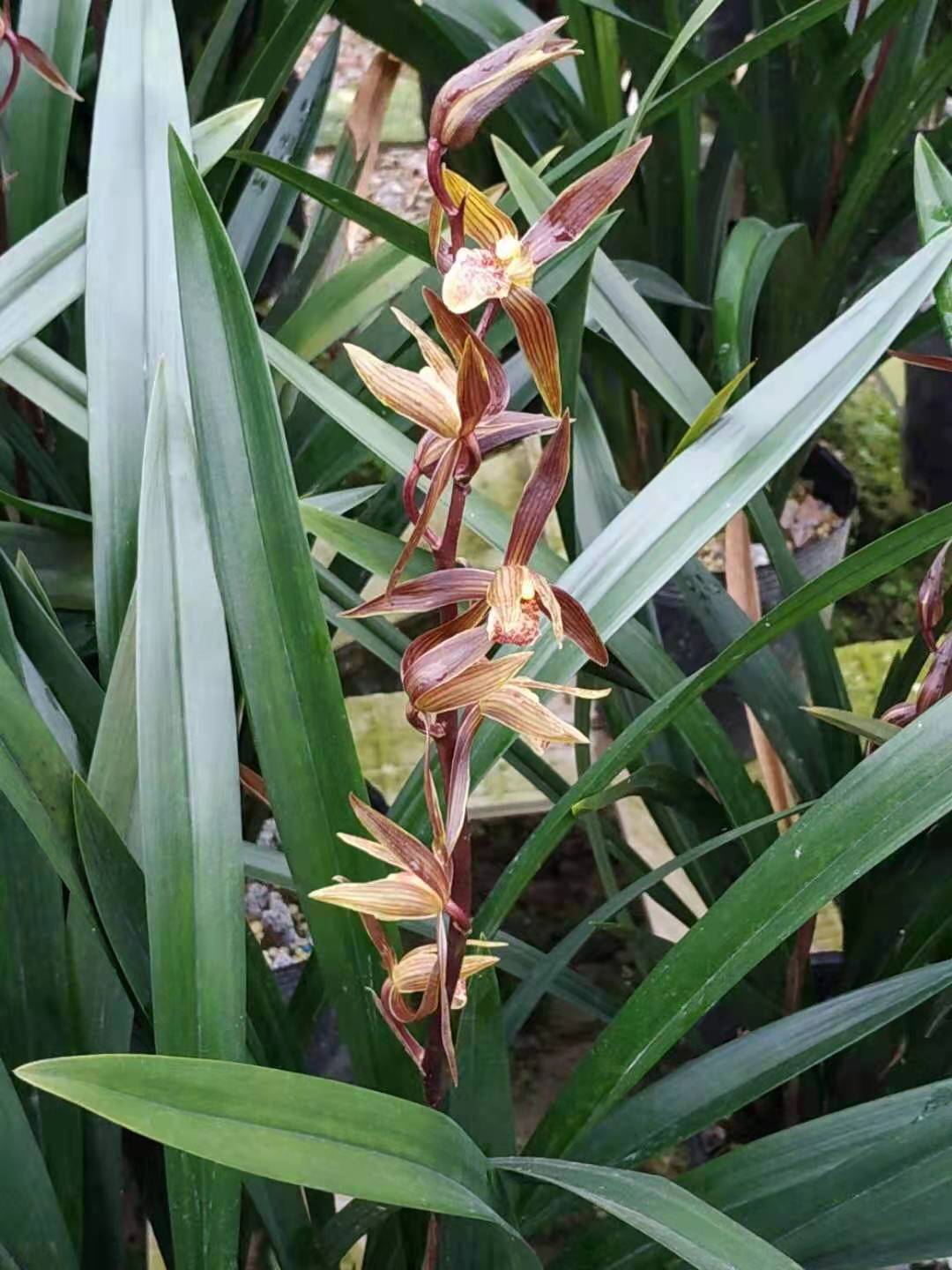 兰花 墨兰企黑建兰四季兰春兰 基地直批价优 可参观