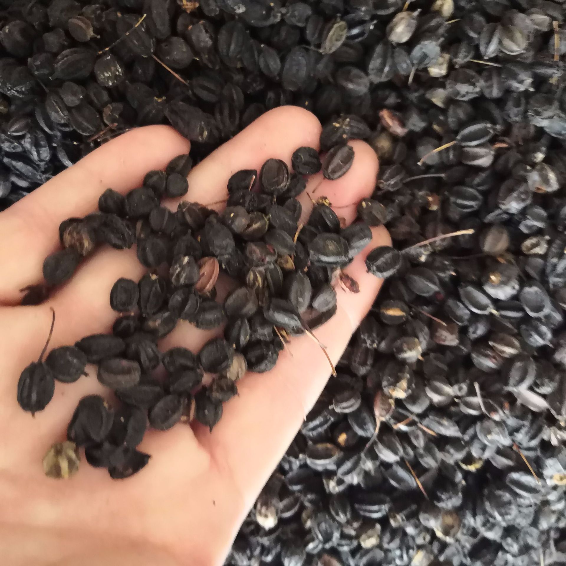 刺五加籽东北刺五加籽刺五加果新货无硫批发零售