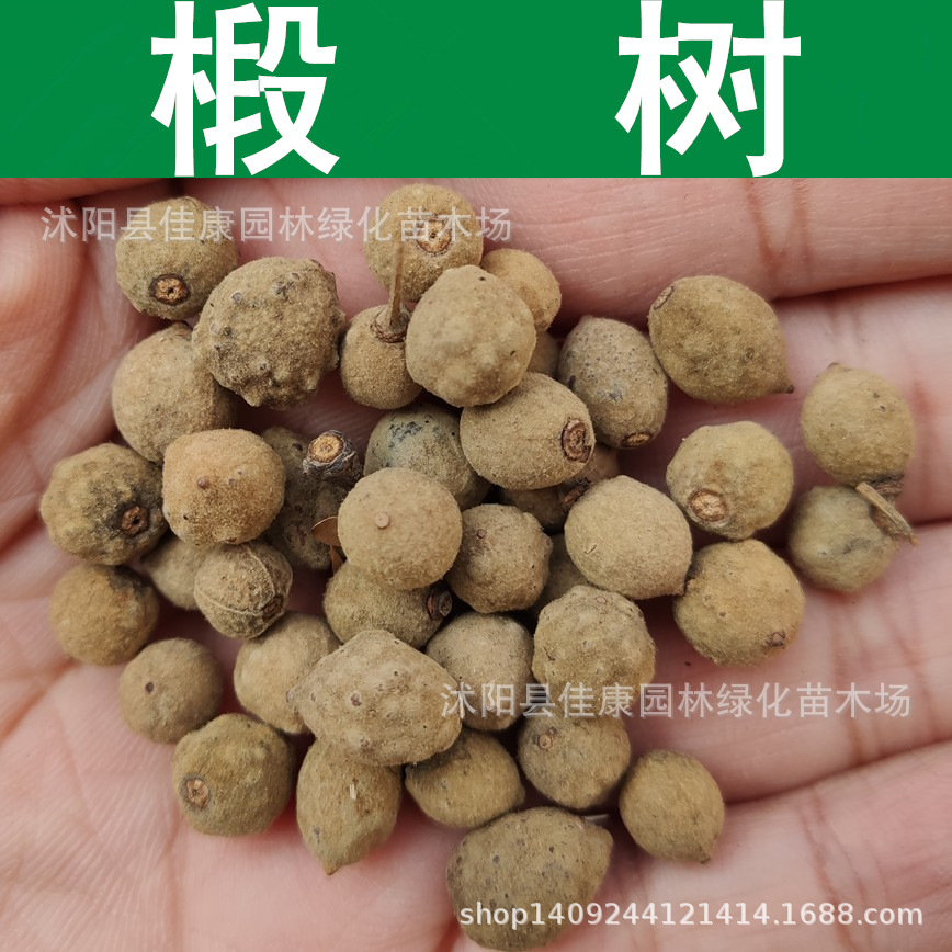 林木种子 优质椴树种子 火绳树 千层皮 青科榔 椴树籽 1件=1斤