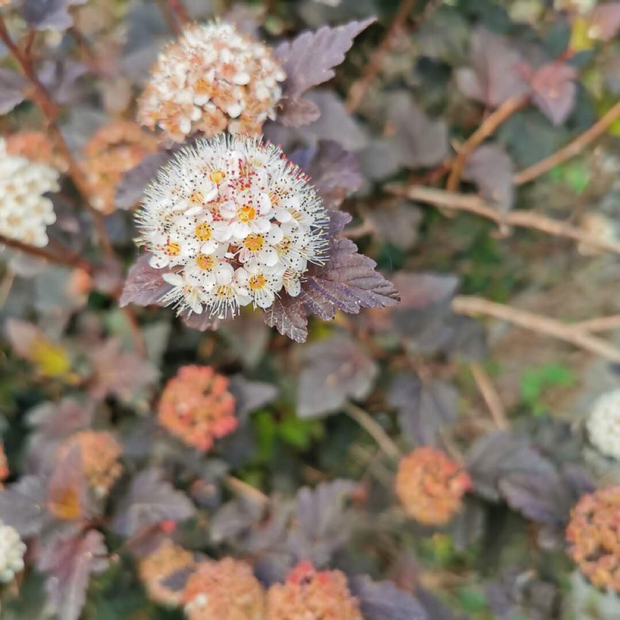 绿化苗木紫叶风箱果 金叶风箱果 新疆内蒙甘肃宁夏西藏价格稳定