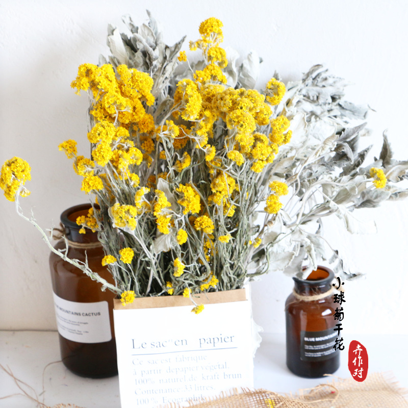 干花批发银叶菊叶小球菊干花情人节礼物批发婚庆节日家居装饰插花