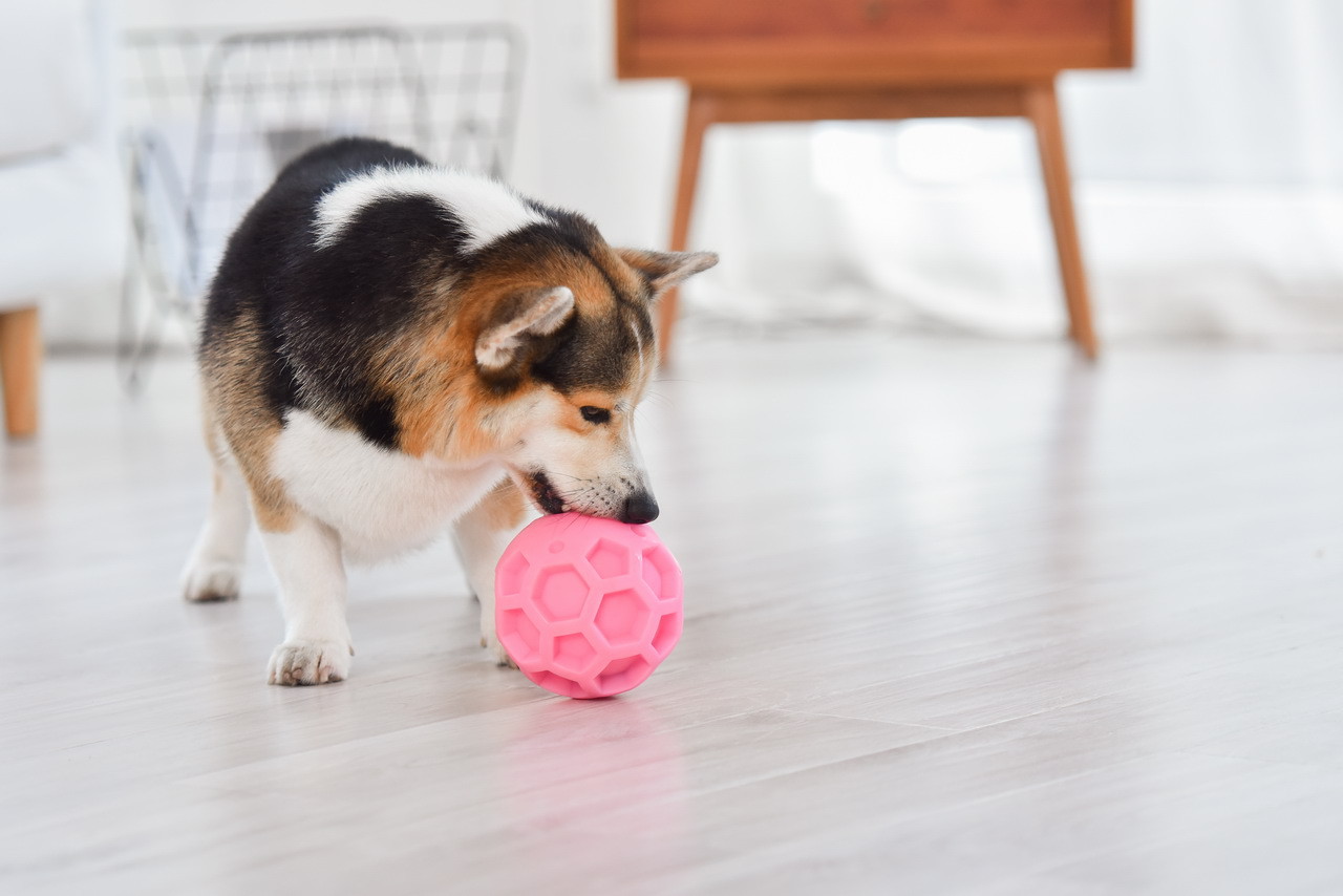 足球漏食球大号宠物狗狗玩具小狗解压弹力橡胶球狗玩具洁齿球批发