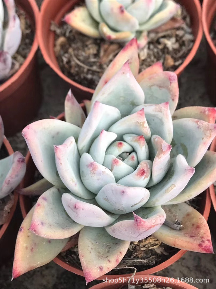 871大棚批发多肉植物 野卡单头大号多肉品种品相实拍裸根