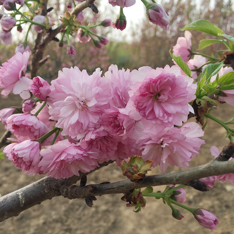 新品种麒麟樱花小苗基地直销 园林乔木麒麟樱花树选绿影