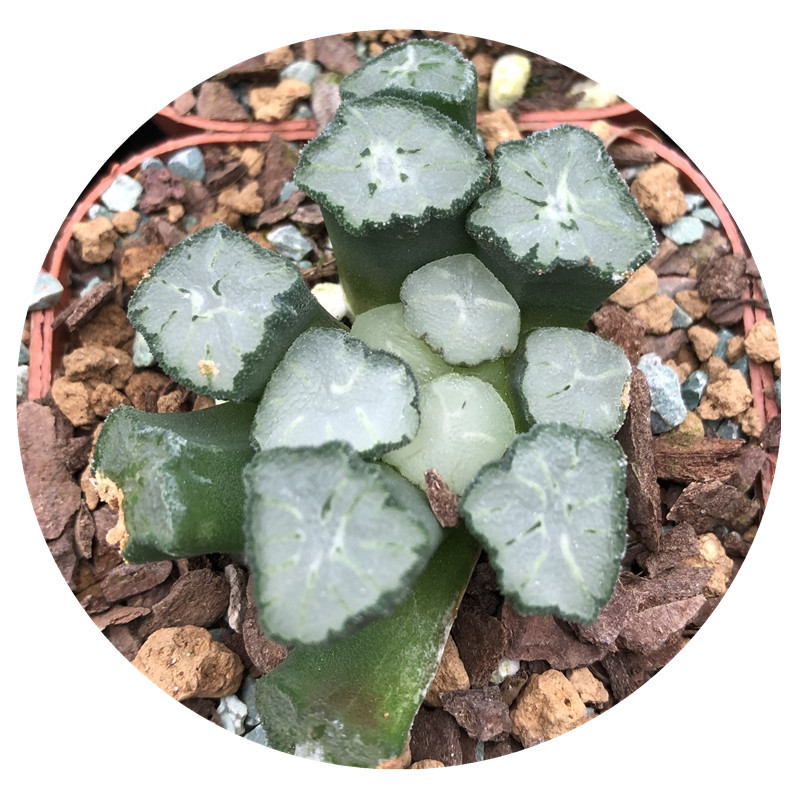 漳州多肉植物大棚基地 十二卷属 haworthia 万象系列 天照
