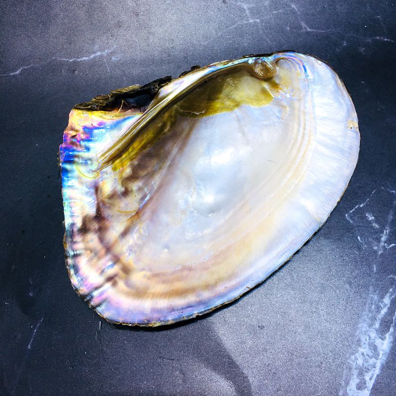 天然淡水珍珠蚌壳贝壳diy教育涂鸦原料药用培养工艺品三角帆蚌壳