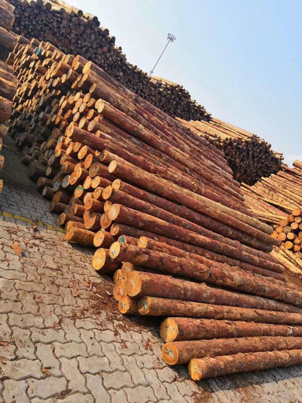 俄罗斯落叶松白松方木打桩木鱼鳞松精品