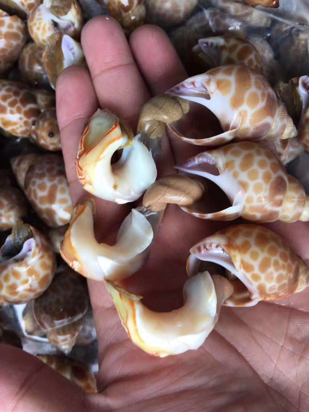 海鲜水产花螺 贝类 冷藏花螺 一手货源 鲜活贝类批发海螺
