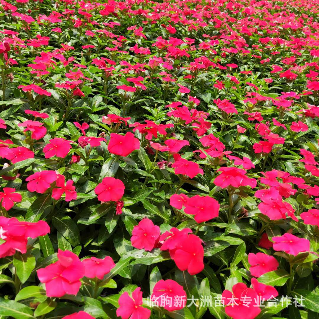 青州草花 特价批发长春花 各种租摆花卉 多年生宿根花卉 绿化苗木