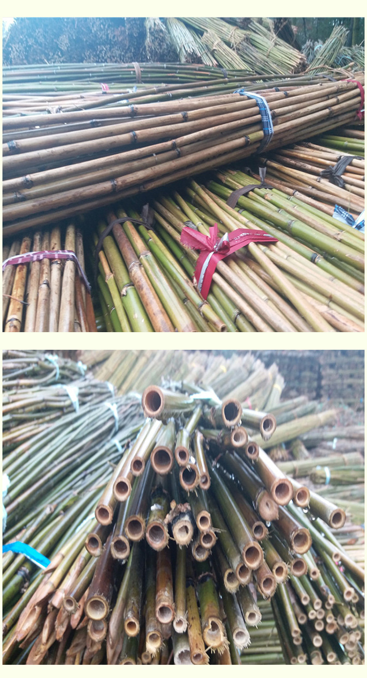 西红柿架杆 菜架竹|竹架杆|豆角架|西红柿架|番茄架|枸杞园竹竿