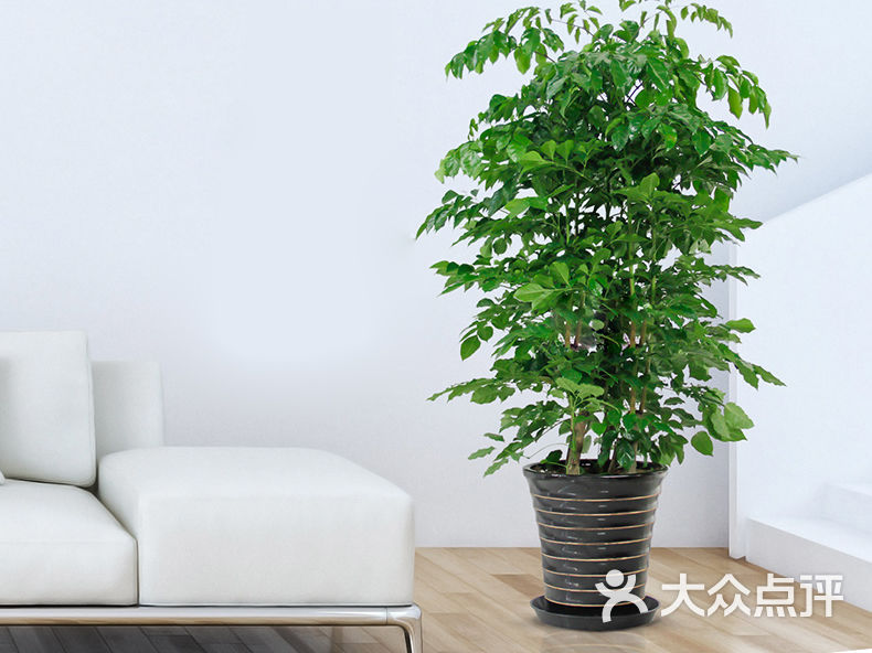 绿宝树苗 盆栽 丛生大幸福树 办公室内 客厅会议室大绿植盆景绿植