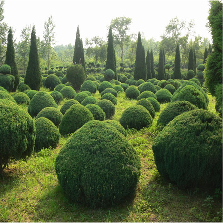 桧柏苗绿化苗木色块绿篱行道点缀规格齐全四季常青桧柏苗基地直销