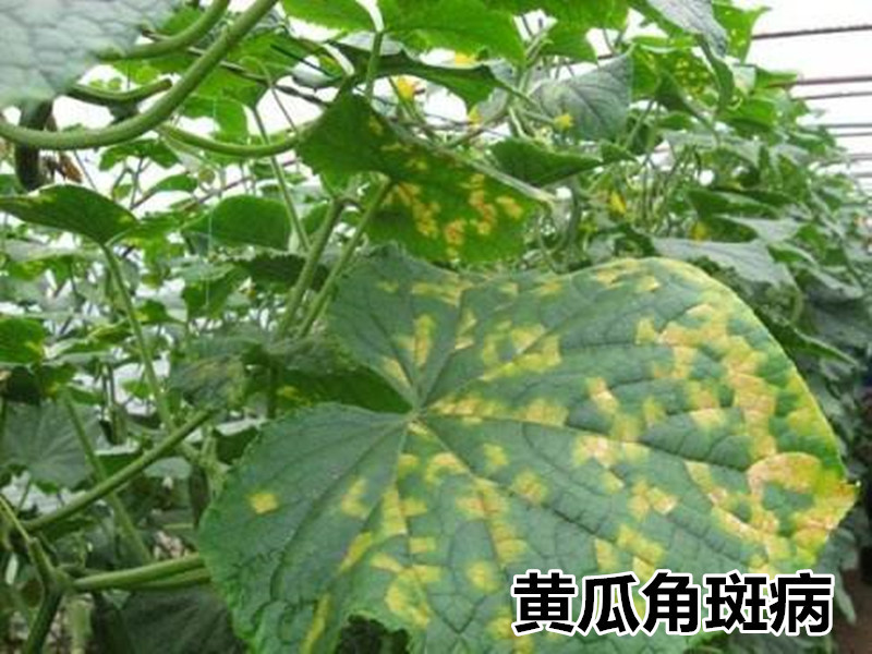 美国杜邦可杀得3000三千叁仟氢氧化铜细菌农药杀菌剂500g