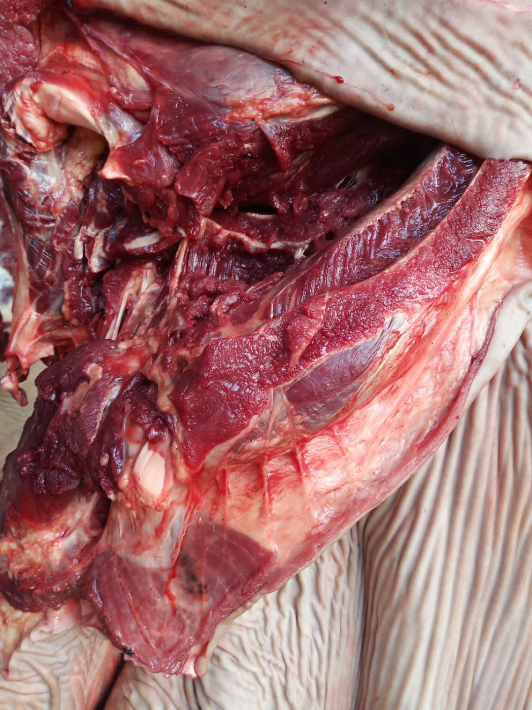 带皮驴肉 纯鲜驴肉厂家直供 价格低货源好 货发全国13325088863