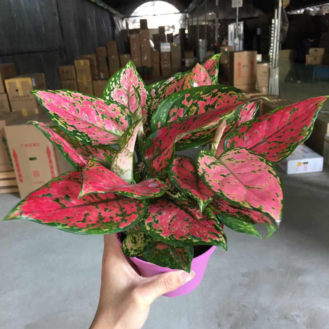 如意吉利红皇后盆栽 大红办公室内客厅植物 水培万年红如意花盆栽