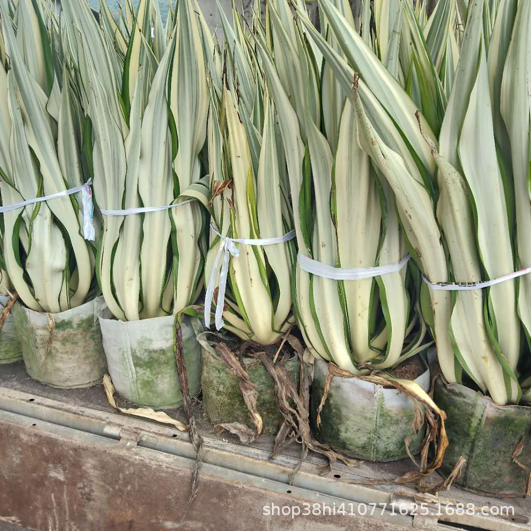 万年麻 基地批发 产地批发 各种 灌木 地被植物 行道绿化树