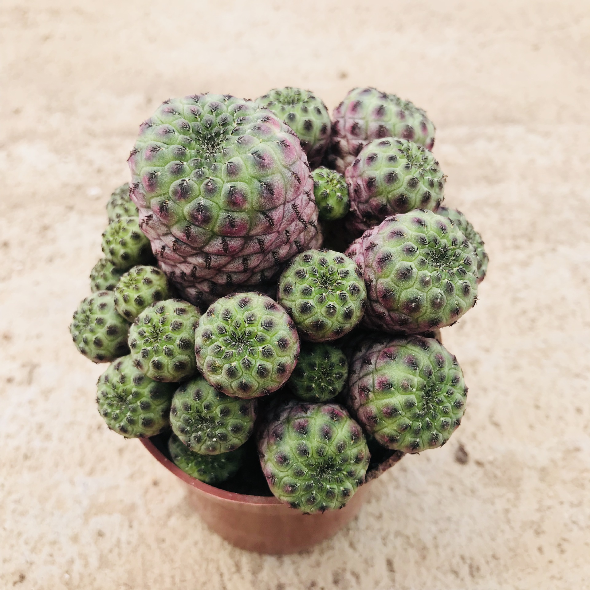 仙人球 仙人掌多肉植物青蛙王子 奇趣萌肉吸甲醛多肉紫粒丸爆盆