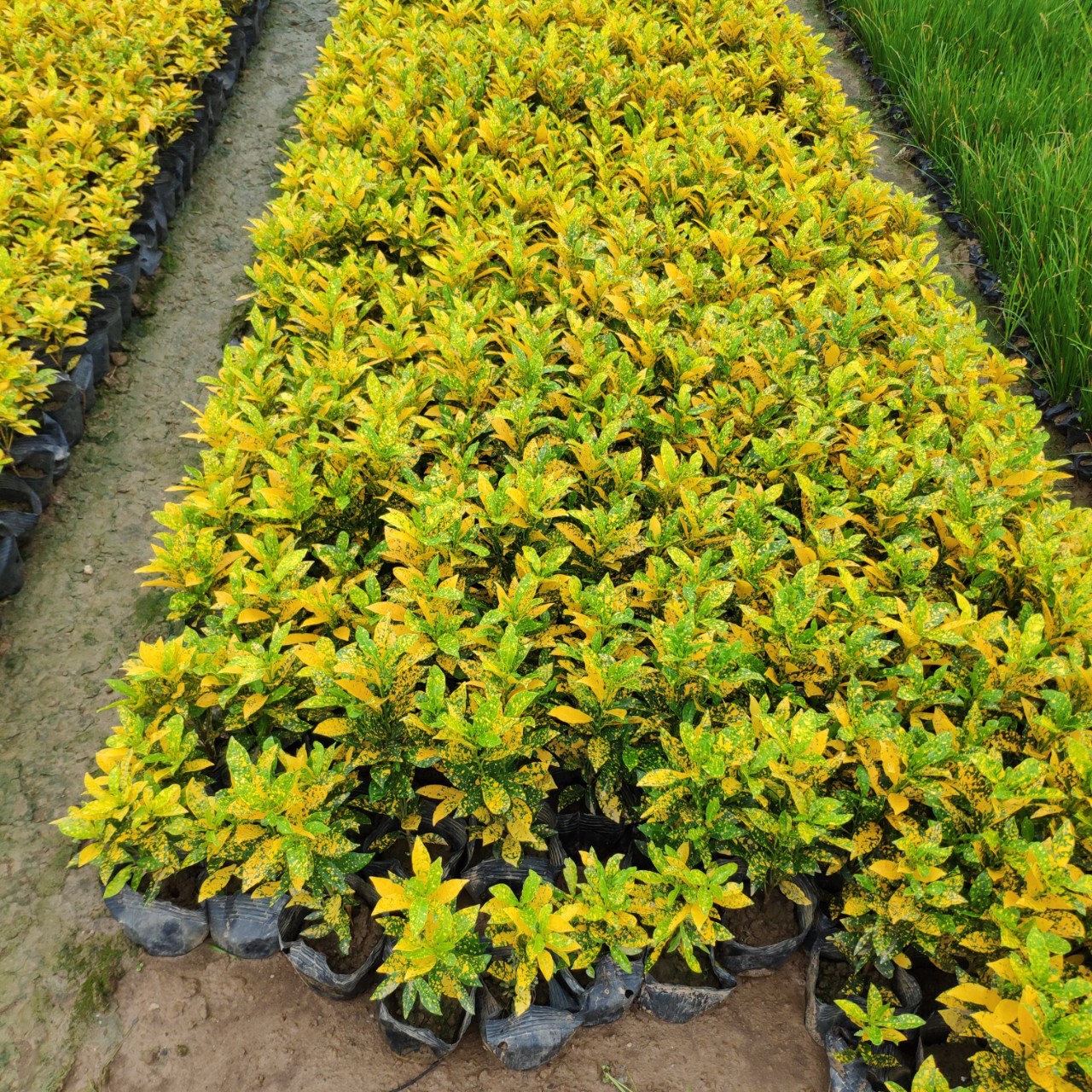 供应 海南洒金榕 20-40cm高变叶木 洒金榕 袋苗 容器