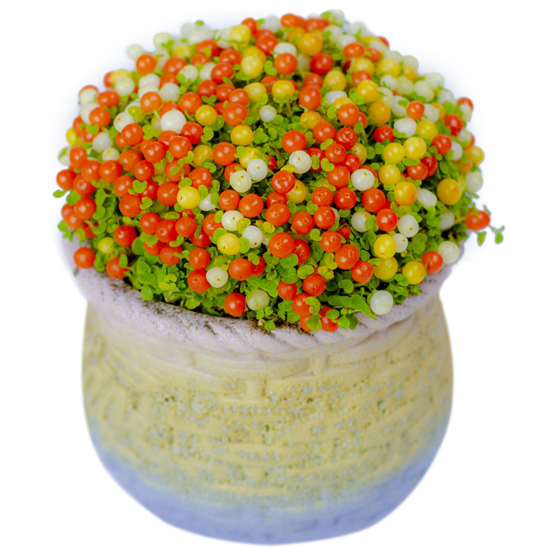 老马花园彩色珍珠橙多肉盆栽植物花卉红果薄柱珊瑚念珠草